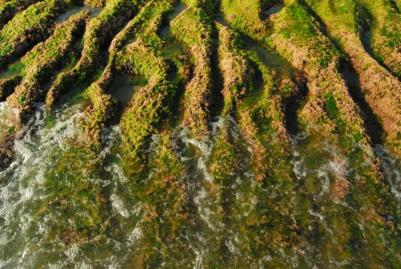 Wave finding on ridge coast covered with a green mossの写真素材
