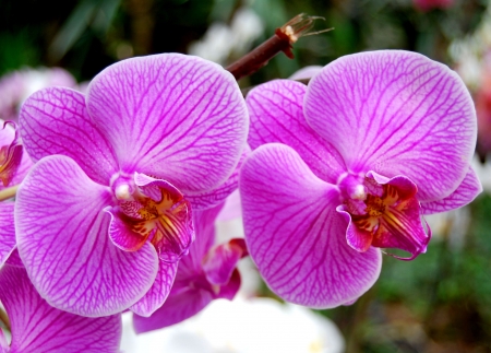Beautiful pink orchidsの写真素材