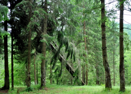 The fallen tree in woodの写真素材