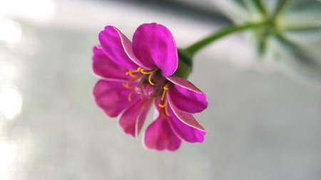 Garden with multicolored gorgeous flowers pink, orange colorの写真素材