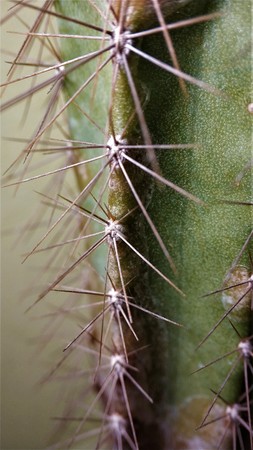 Macro image of green cactus with long needles