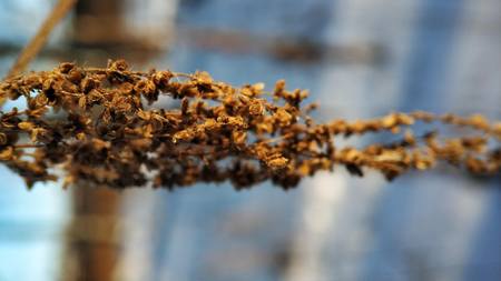 Corn crop suffering from drought. Corn plants in a field affected by drought during a hot, dry summer in the french countryside.の写真素材
