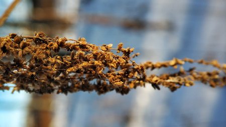 Corn crop suffering from drought. Corn plants in a field affected by drought during a hot, dry summer in the french countryside.の写真素材