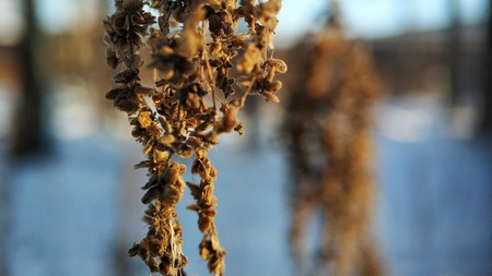 Corn crop suffering from drought. Corn plants in a field affected by drought during a hot, dry summer in the french countryside.の写真素材