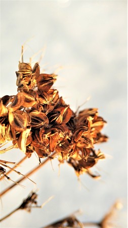 Corn crop suffering from drought. Corn plants in a field affected by drought during a hot, dry summer in the french countryside.の写真素材