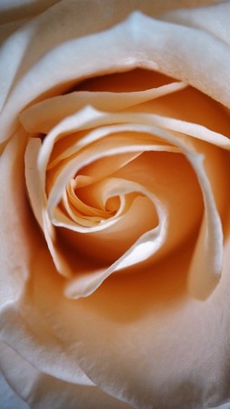 Detail of rose petal pink sweet for background image.の写真素材