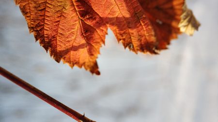 macro photo of dry leaves on a winter backgroundの写真素材