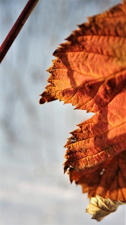 macro photo of dry leaves on a winter backgroundの写真素材