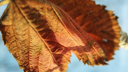 macro photo of dry leaves on a winter backgroundの写真素材