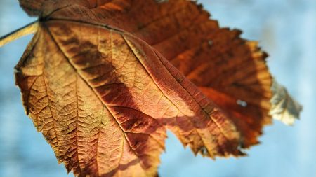 macro photo of dry leaves on a winter backgroundの写真素材