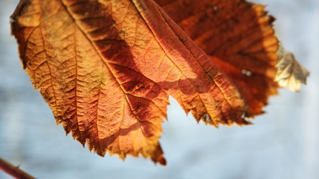 macro photo of dry leaves on a winter backgroundの写真素材