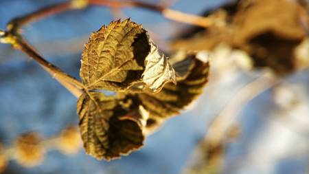 macro photo of dry leaves on a winter backgroundの写真素材