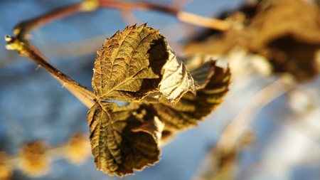 macro photo of dry leaves on a winter backgroundの写真素材
