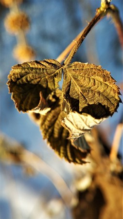 macro photo of dry leaves on a winter backgroundの写真素材