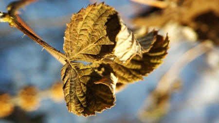 macro photo of dry leaves on a winter backgroundの写真素材