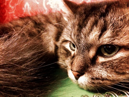 Close up portrait of green-eyed cat Siberian breedの写真素材