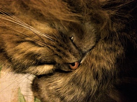Close up portrait of green-eyed cat Siberian breedの写真素材