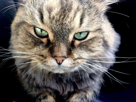 Close up portrait of green-eyed cat Siberian breedの写真素材