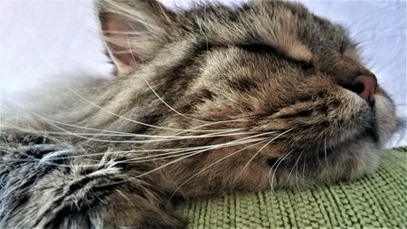 Close up portrait of green-eyed cat Siberian breed