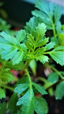 Young green shoots of seedlings marigold flowers plant closeupの写真素材