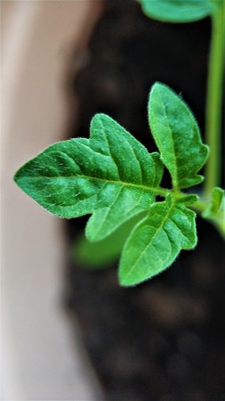 Young green shoots of tomato seedlings closeupの写真素材