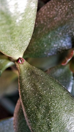 closeup macro green plant succulent cactus for backgroundの写真素材