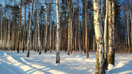 Winter landscapes in the Urals forest trees on a sunny dayの写真素材