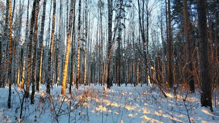 Winter landscapes in the Urals forest trees on a sunny dayの写真素材