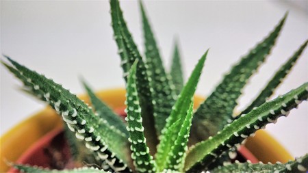 Haworthia succulent cactus on a white background macro close upの写真素材