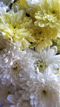 Chrysanthemum flower close-up white yellow bouquet macroの写真素材