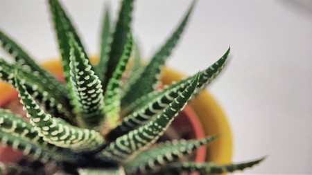 Haworthia succulent cactus on a white background macro close upの写真素材