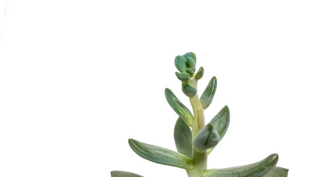 Succulent plant green pachyveria on white background closeupの写真素材