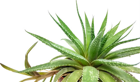 Agave green plant isolated on white background closeupの写真素材