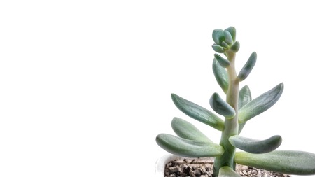 Succulent plant green pachyveria on white background closeupの写真素材