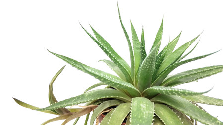 Agave green plant isolated on white background closeupの写真素材