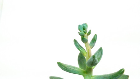 Succulent plant green pachyveria on white background closeupの写真素材