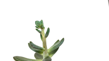 Succulent plant green pachyveria on white background closeupの写真素材