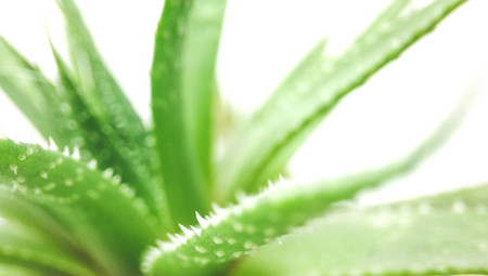 Agave green plant isolated on white background closeupの写真素材