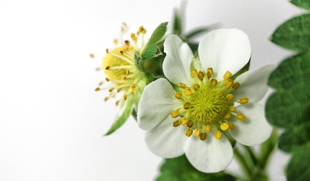 Close up strawberry flower in pot. Unripe berry. Macro on white backgroundの写真素材