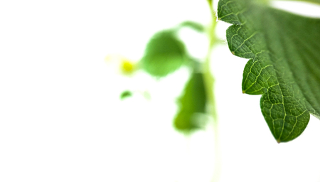 Green strawberry leaves close up on a white background. Macro veinsの写真素材