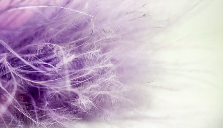 Pink and purple small feathers closeup on white backgroundの写真素材