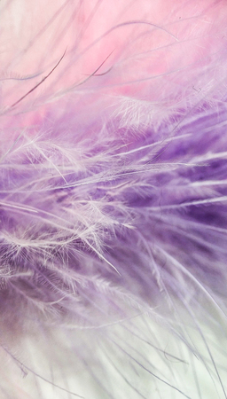 Pink and purple small feathers closeup on white backgroundの写真素材