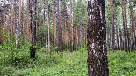 Urala forest landscape. Summer green trees, forest flowers on a cloudy dayの写真素材