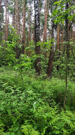 Urala forest landscape. Summer green trees, forest flowers on a cloudy dayの写真素材