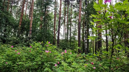 Urala forest landscape. Summer green trees, forest flowers on a cloudy dayの写真素材