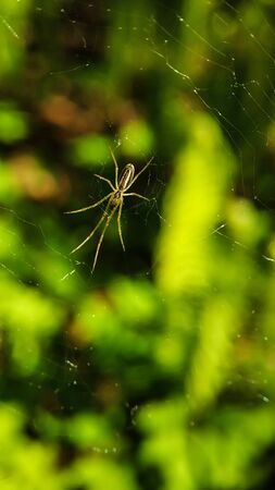 Spider on a web with long legs on the background of green forest closeup