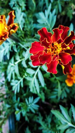 Orange flower marigold close-up macro. Red opened plant bud grown at home. Against backdrop of green foliage. For background, screen, printの写真素材