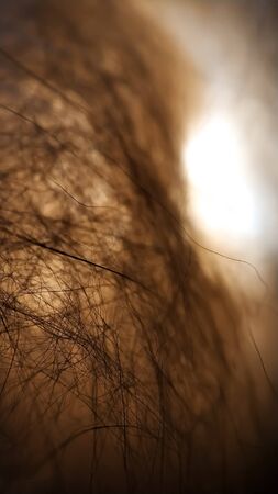 Raw llama camel dog hair is white beige highlighted from belowの写真素材