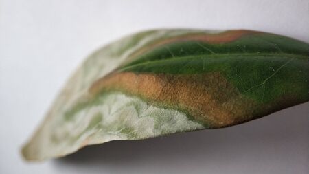Withered and diseased leaf of a plant. Sick green exotic plant lychee. On a white backgroundの写真素材