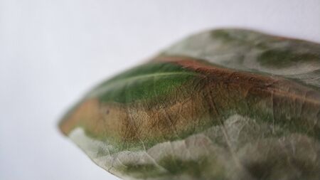 Withered and diseased leaf of a plant. Sick green exotic plant lychee. On a white background